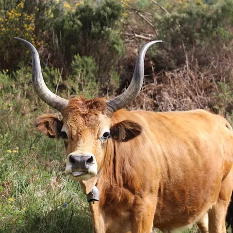 Paisagem do Gerês